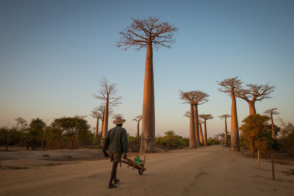  Die Baobab Allee
