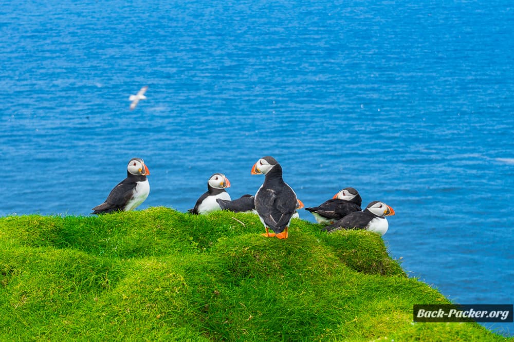 puffins gehören zum urlaub auf den färöer inseln dazu