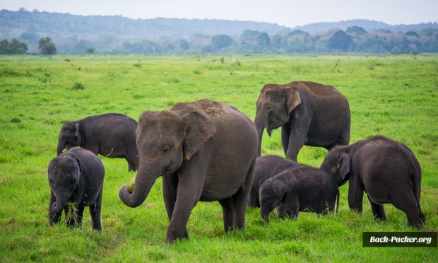 Elefanten im Kaudulla Nationalpark - gelegen im nördlichen Zentrum der Insel