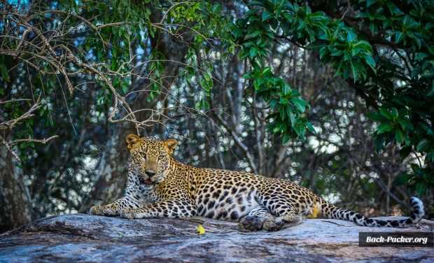 Oh ja! Ein Foto auf das ich besonders stolz bin - ein Leopard im Yala Nationalpark