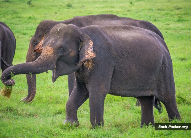 Wer Elefanten mag ist im Kaudulla Nationalpark an der richtigen Adresse. Törööö!