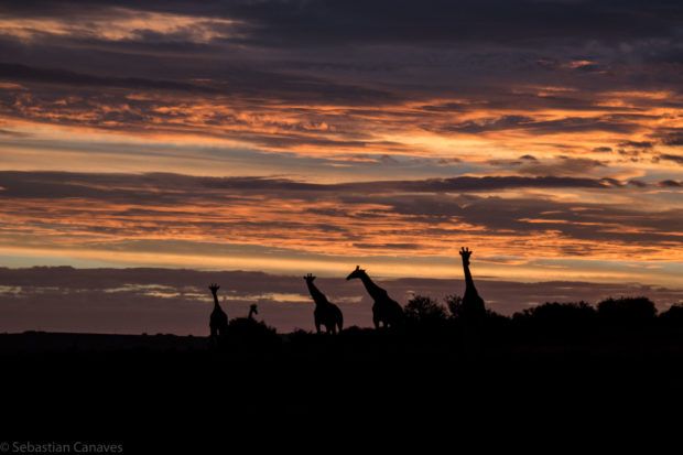 Safari in Südafrika, photo by Sebastian Canaves