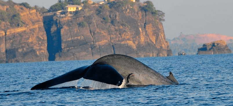 Wale for Trincomalee - Photo by Dahya von Cinnamon Nature Trails