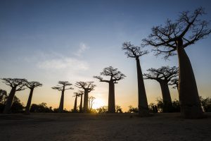 Baobab Allee in Madagaskar bei Sonnenuntergang