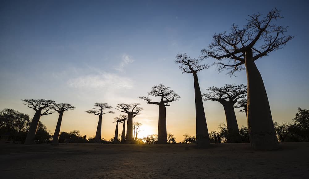 Baobab Allee in Madagaskar bei Sonnenuntergang