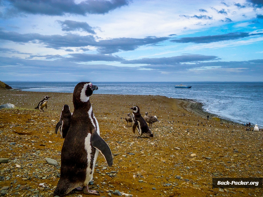 Isla Magdalena nahe Punta Arenas wird auch die Pinguininsel genannt